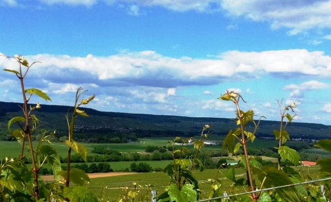 Champagne HAZARD-DEVAVRY - Vu du vignoble