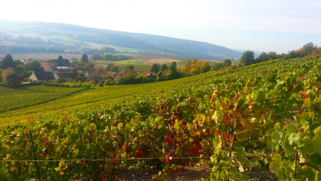 Champagne HAZARD-DEVAVRY - Vue du vignoble