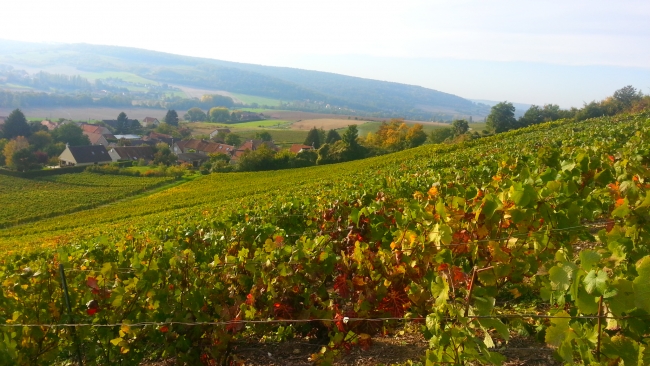 Champagne HAZARD-DEVAVRY - Vue du vignoble