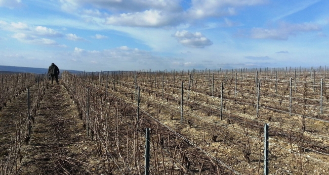 Champagne HAZARD-DEVAVRY - Vignes avant et aprs la taille