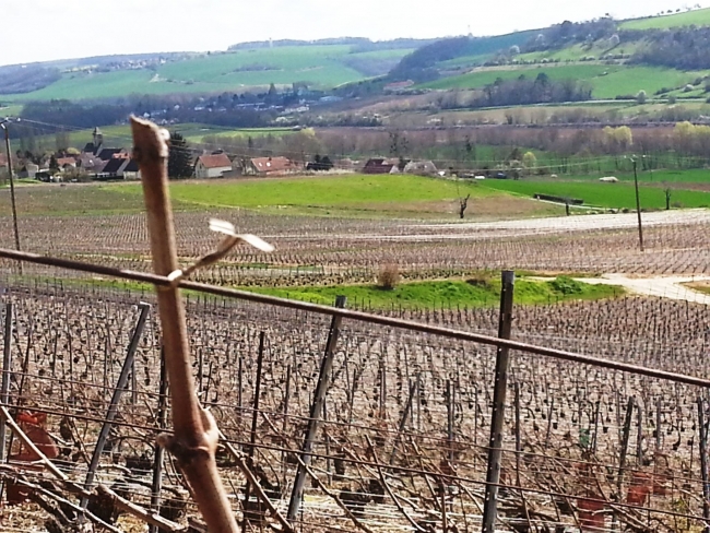 Champagne HAZARD-DEVAVRY - Baguette de vigne