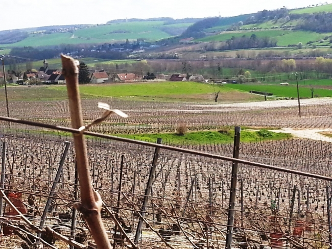 Champagne HAZARD-DEVAVRY - Baguette de vigne