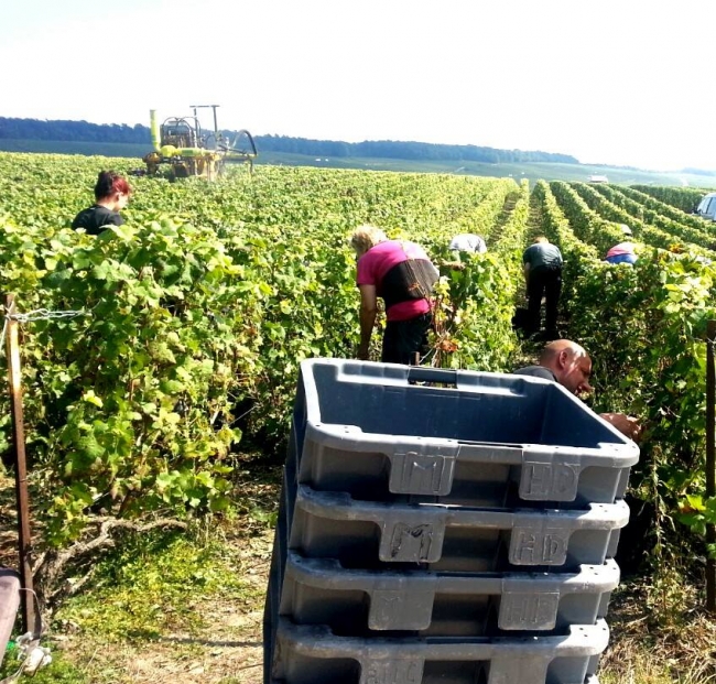 Champagne HAZARD-DEVAVRY - Les vendanges en Champagne