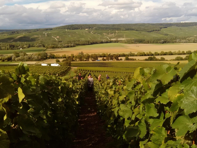 Champagne HAZARD-DEVAVRY - Les vendanges