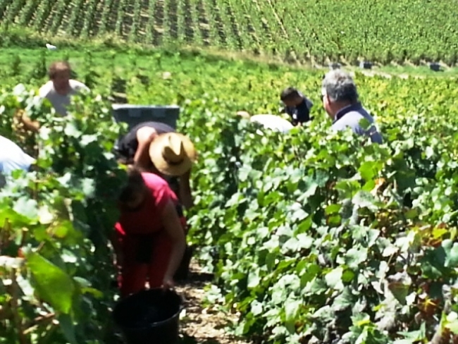 Champagne HAZARD-DEVAVRY - Les vendanges